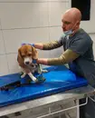 Фото компанії Ветеринарна клініка "Два кота"
