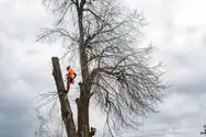 Фото компанії Зріз дерев, вирізання чагарника