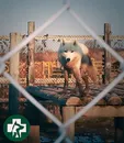 Фото компанії Ветеринарна клініка "ВЕТМЕДКОМПЛЕКС"