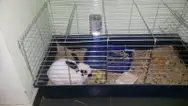 Фото компанії Клініка для тварин "Ветіко"