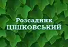 Логотип компанії Розсадник Цішковський