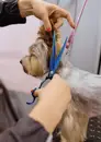 Фото компанії Академія грумінгу та навчання "Каббура Groom Academy"