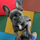 Фото компанії Зооготель "Lucky"