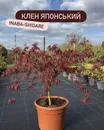 Фото компанії Садовий центр "EuroСад"