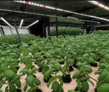 Фото компанії Neogreen