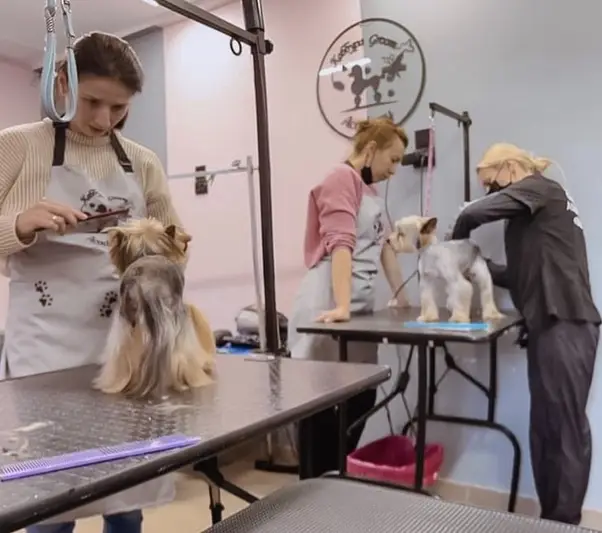 Фото компанії Академія грумінгу та навчання "Каббура Groom Academy"