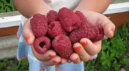 Фото компанії Саджанці малини