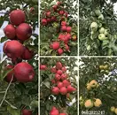 Фото компанії ТМ Борщ набір Західна Україна Овочі ГУРТ
