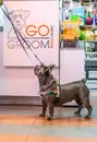 Фото компанії Зоосервіс "GO-GROOM"
