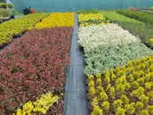 Фото компанії Садовий центр "Ларікс"