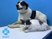 Фото компанії Ветеринарна клініка "DIVET"