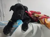 Фото компанії Ветеринарна допомога "Vet-Help"
