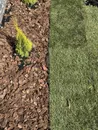 Фото компанії Greenery
