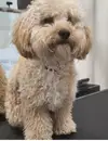 Фото компанії Jack_and_jenny_grooming