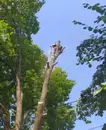 Фото компанії Зрізання дерев, рубка дров