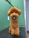 Фото компанії Grooming room
