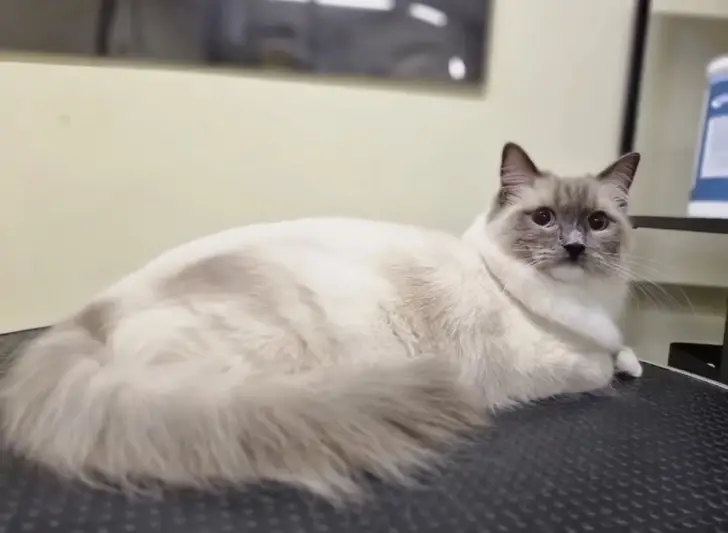 Фото компанії Magic cats