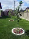 Фото компанії Green Lion