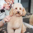 Фото компанії Louis.bichon.lviv
