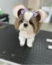 Фото компанії Grooming dog