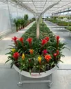 Фото компанії Садовий центр "Lemberg Flowers"