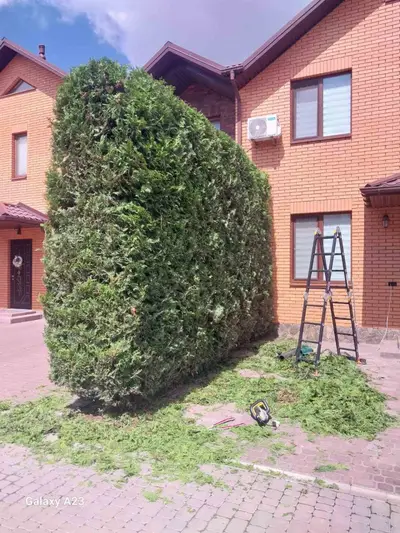 Фото компанії Обрізка дерев