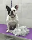 Фото компанії Best Friend