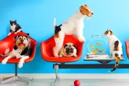 Фото компанії Ветеринарна клініка "Mr.Vet"