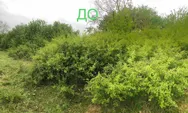 Фото компанії Зріз дерев, вирізання чагарника