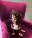 Фото компанії Amur Pet spa