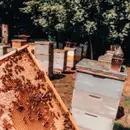 Фото компанії Натуральний мед