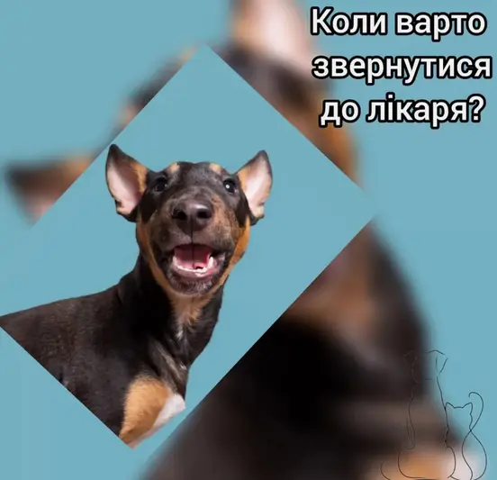 Фото компанії Ветеринарна клініка "VetLux"