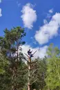 Фото компанії Зрізання дерев, рубка дров