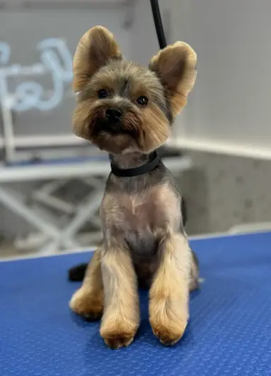 Фото компанії Грумінг салон "Hugo Grooming room"