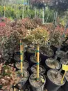 Фото компанії Садовий центр "Barvinok Plants"