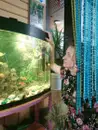 Фото компанії В'єтнамська кухня