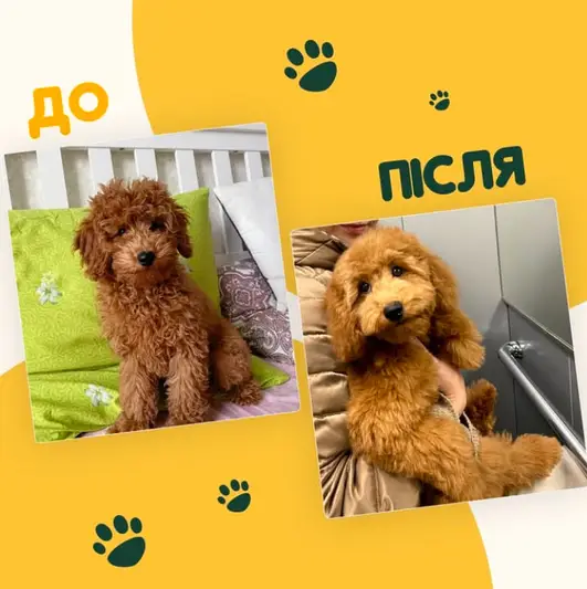 Фото компанії Грумінг-салон "Mery"